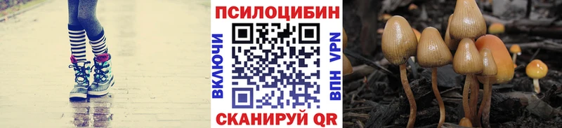 Купить  Дивногорск  Галлюциногенные грибы Psilocybine cubensis 